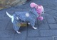 Chandals y sudaderas para perros