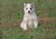 Hermoso cachorro husky siberiano - Foto 1