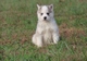 Hermoso cachorro husky siberiano