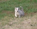 Hermoso cachorro husky siberiano - Foto 3