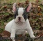 Lindo cachorro de bull francés para la venta - Foto 1