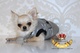 Moda y accesorios caninos