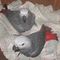 Navidad:Aves loro en venta (guacamayo azul, gris africano) - Foto 1