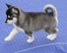 Regalo Ojos azules Siberian Husky cachorros disponibles - Foto 1