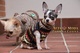 Ropa para Perros Chihuahua - Foto 1