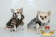 Ropa para perros en oferta