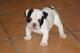 Se regalan bulldog francés con pedigree - Foto 1