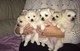 5 adorables cachorros chihuahua para regalo