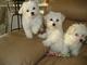 Bichon maltese con pedigree macho y hembras