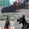 Boramorena dobermann - Foto 1