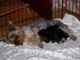 Cachorros de Yorkshire Terrier - Foto 1