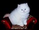 Hermosos gatos persas - Foto 1