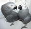 Loros grises africanos con excelente pedigrí - Foto 1