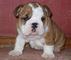 Navidad cachorros de bulldog ingles!