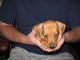 Regalo Cachorros de teckel miniatura - Foto 1