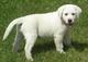 Regalo labrador retriever, camada con excelente pedigree‏‏‏