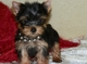 Regalo yorkshire terrier (yorkie) cachorros para la adopción