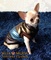 Ropa para chihuahuas