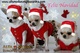 Alta moda europea canina os desea feliz navidad