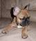 Bulldog francés disponemos de cachorros, machos y hembras