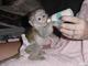 Lindo bebé monos capuchinos en la venta o adopción