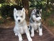 Los cachorros de husky siberianos a ser un nuevo año