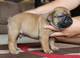 Regalo cachorritos de Bulldog en adopcion - Foto 1