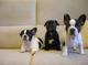 Regalo Cachorros de Bulldog Francés nacionales - Foto 1