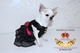 Ropa para Perros con Glamour - Foto 1