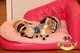 Sofas de lujo para perros