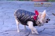 Abrigos para Perros, rebajas moda canina - Foto 1
