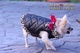 Abrigos para perros, rebajas moda canina