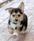 Bien entrenados cachorros pembroke welsh corgi