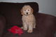 Cachorros Mini Goldendoodle 25-30 libras - Foto 1