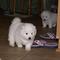 Cachorros Samoyedo en venta - Foto 1