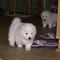 Cachorros samoyedo en venta