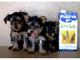 Cachorros yorkshire terrier para adopcion - Foto 1