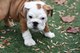 Calidad Kc Reg Bulldog Inglés cachorros Listo ahora!!! - Foto 1