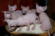 Gatitos sphynx a la venta - Foto 1