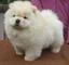 Hermosos cachorros chow chow