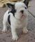 Lindo y adorable bulldog frances cachorros para adopcion