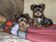 Los cachorros de Yorkshire Terrier, - Foto 1