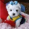 Malle precise minatura bichon maltes cachorros