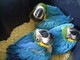 Mano del bebé criado azul y oro guacamayos venta - Foto 1