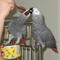 Obtener un conjunto de dos loros grises africanos - Foto 1