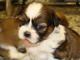 Particular vende excelentes cachorros de shih tzu