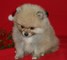 Pomerania cachorros en venta