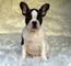 Regalo Bulldog Frances en adopcion - Foto 1