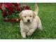Regalo Cachorro de Golden Retriever con Pedigree - Foto 1