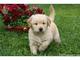 Regalo cachorro de golden retriever con pedigree